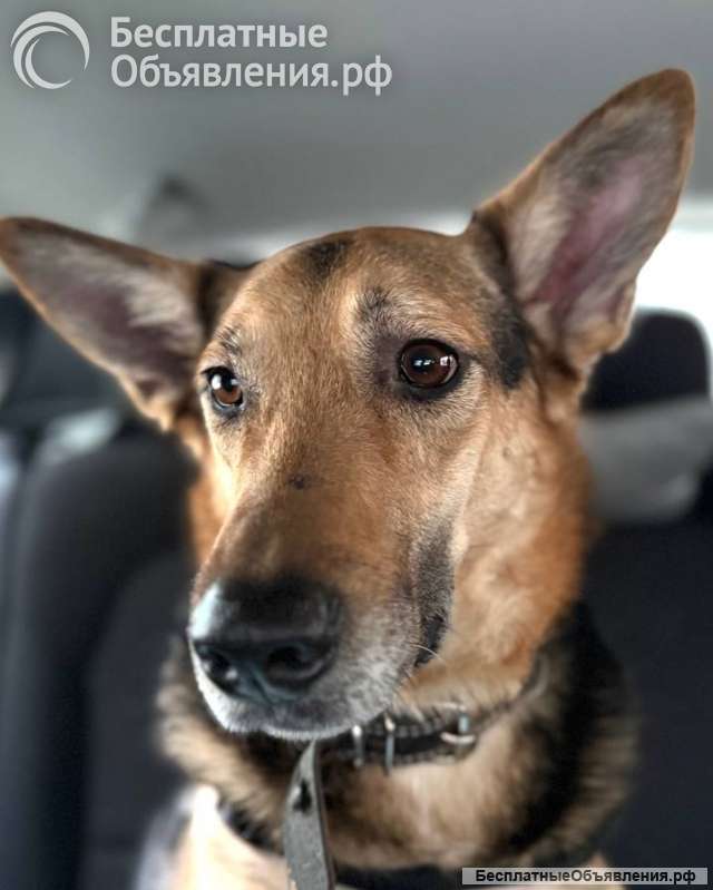 Пес Семен ищет новый дом