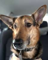 Пес Семен ищет новый дом