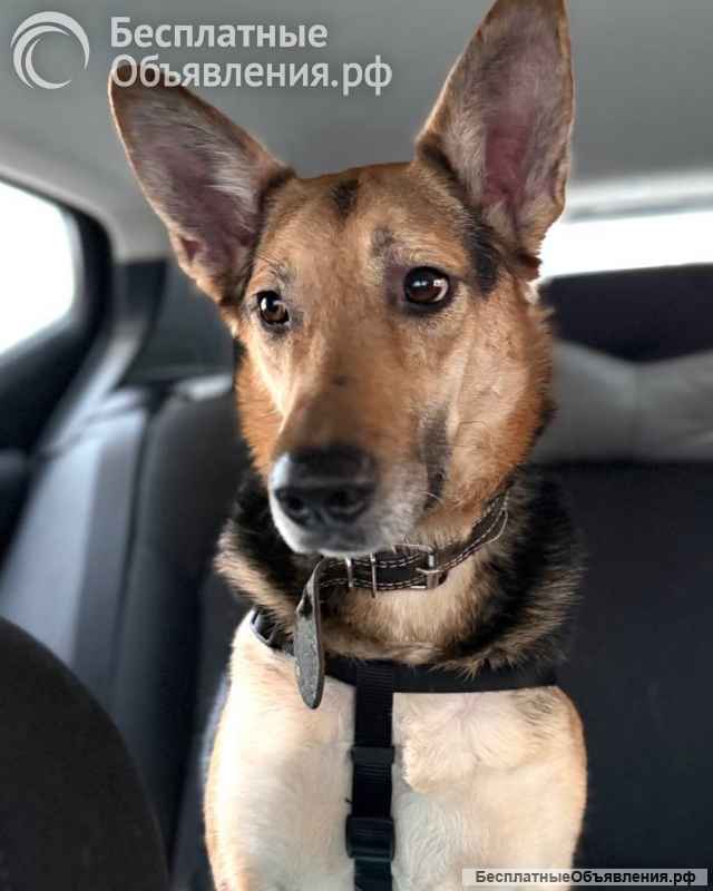 Пес Семен ищет новый дом