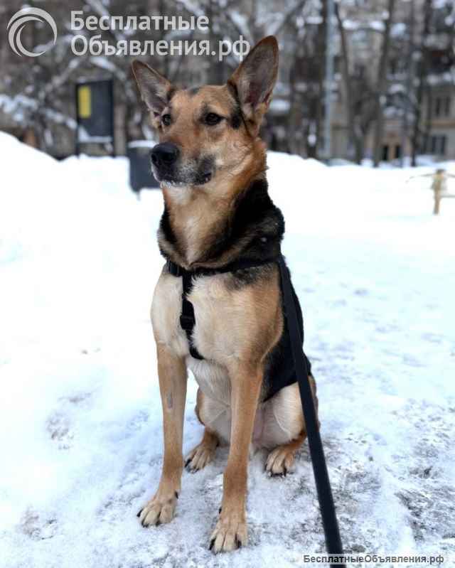 Пес Семен ищет новый дом