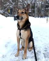 Пес Семен ищет новый дом