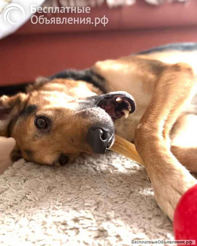 Пес Семен ищет новый дом