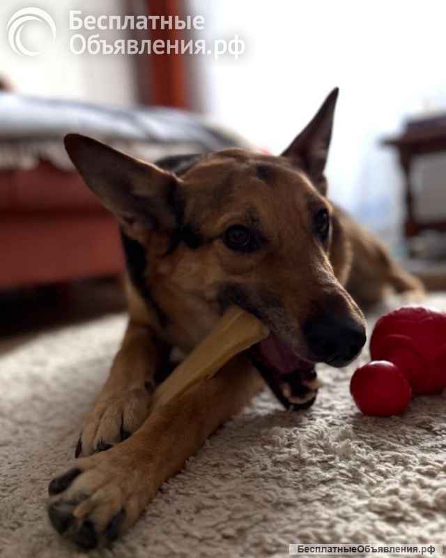 Пес Семен ищет новый дом