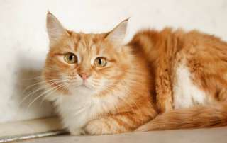 Кошка Злата ищет дом