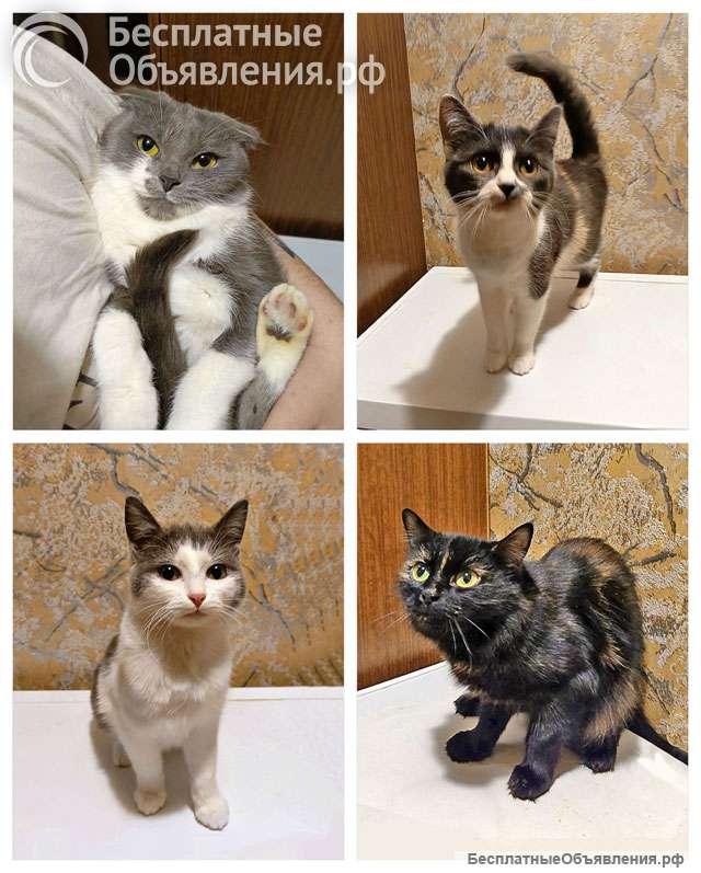Ищут дом домашние котики они очень ждут своих людей