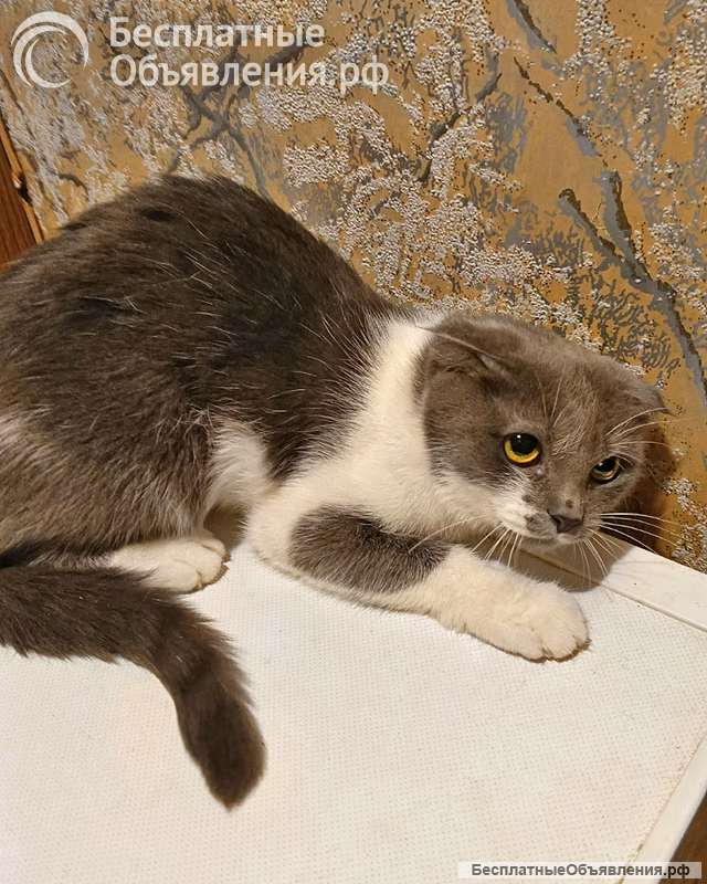 Ищут дом домашние котики они очень ждут своих людей