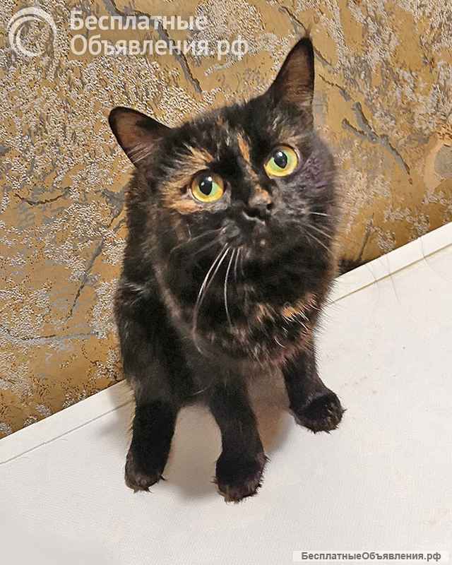 Ищут дом домашние котики они очень ждут своих людей