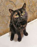 Ищут дом домашние котики они очень ждут своих людей