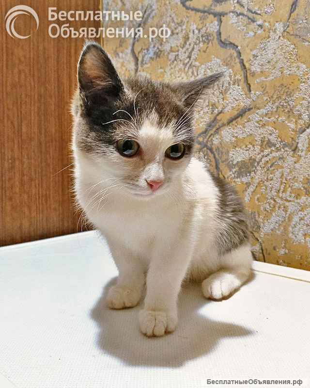 Ищут дом домашние котики они очень ждут своих людей