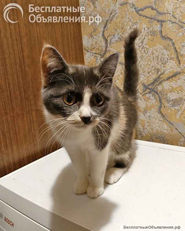 Ищут дом домашние котики они очень ждут своих людей