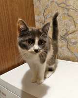 Ищут дом домашние котики они очень ждут своих людей