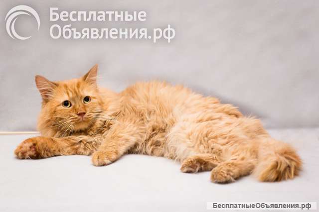 Рыжик ищет дом