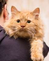 Рыжик ищет дом