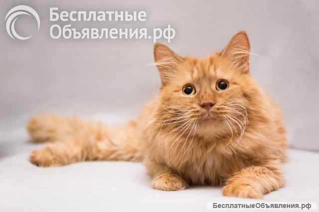 Рыжик ищет дом