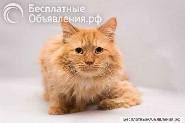 Рыжик ищет дом