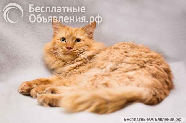 Рыжик ищет дом