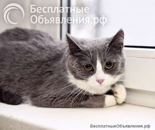 Фимочка ищет дом