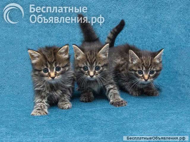 Крохи-котята ищут дом и надёжных, заботливых хозяев