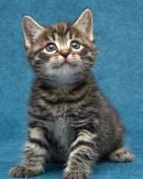 Крохи-котята ищут дом и надёжных, заботливых хозяев