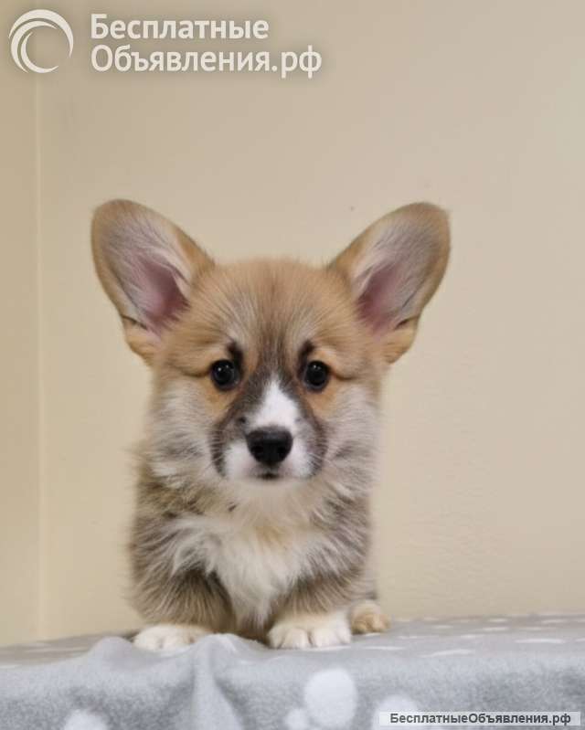 Вельш-корги пемброк Прекрасные щенки