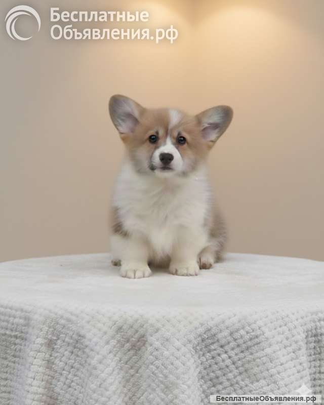 Вельш-корги пемброк Прекрасные щенки