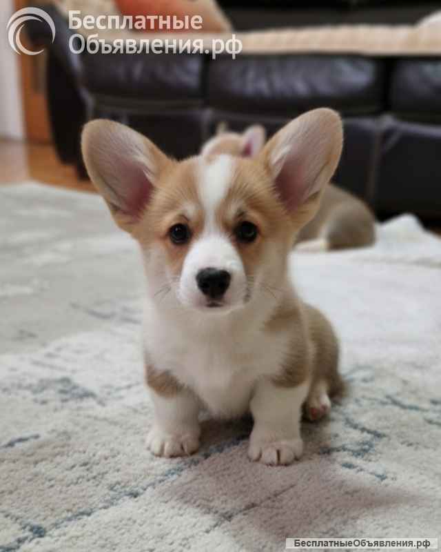 Вельш-корги пемброк Прекрасные щенки