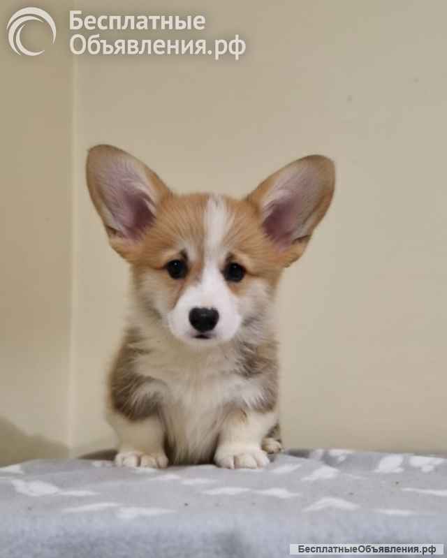 Вельш-корги пемброк Прекрасные щенки