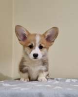 Вельш-корги пемброк Прекрасные щенки