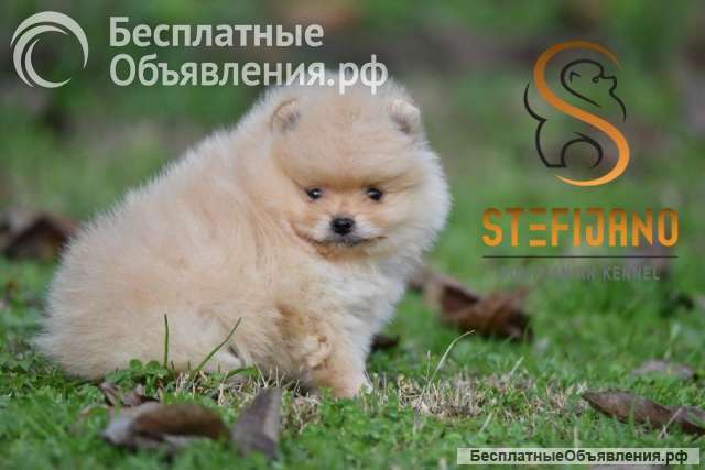 Померан BOO Прекрасные щенки