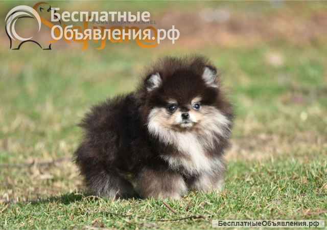 Померан BOO Прекрасные щенки