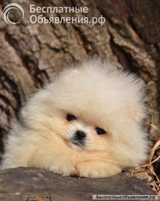 Померан BOO Прекрасные щенки
