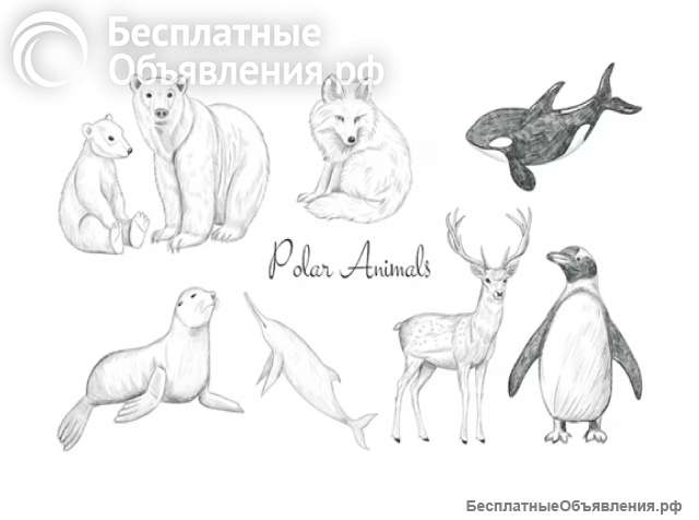 Полярные животные, на английском и русском языках