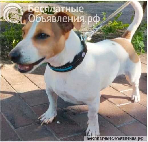 Джек-рассел-терьер ищет хозяина