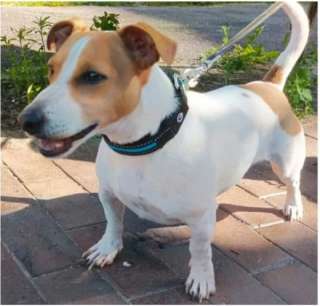 Джек-рассел-терьер ищет хозяина