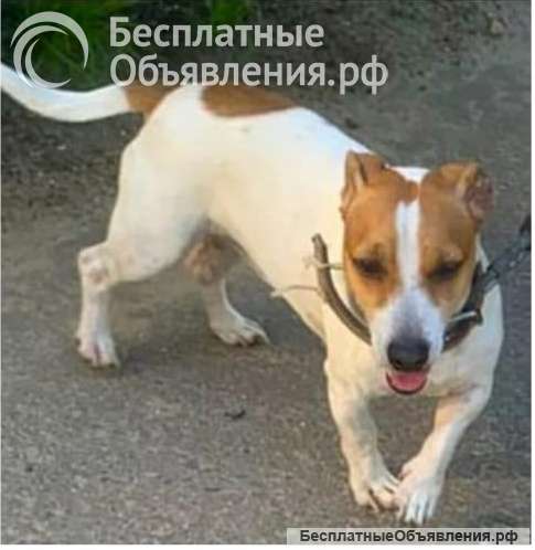 Джек-рассел-терьер ищет хозяина