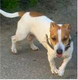 Джек-рассел-терьер ищет хозяина