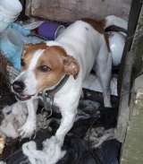Джек-рассел-терьер ищет хозяина
