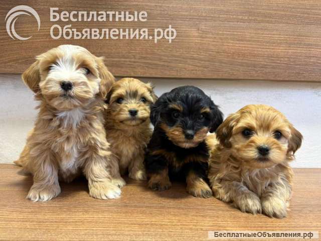 Гаванский бишон прекрасные щенки