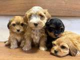 Гаванский бишон прекрасные щенки