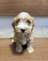 Гаванский бишон прекрасные щенки