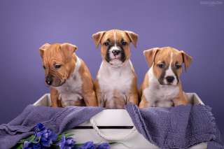 Шикарные тигровые и рыжие щенки Амстаффтерьера 2 месяца