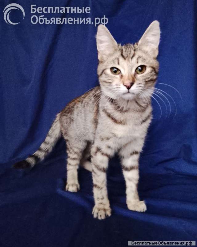 Машенька ищет дом