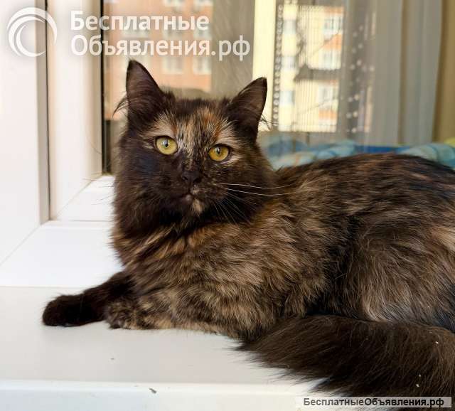 Котёнок Персея в добрые руки