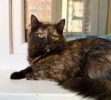 Котёнок Персея в добрые руки