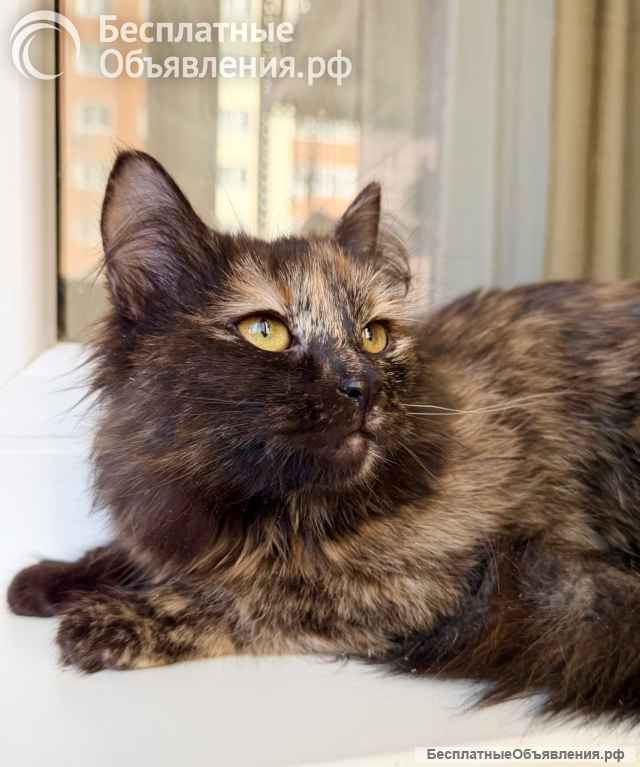 Котёнок Персея в добрые руки