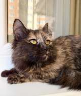 Котёнок Персея в добрые руки