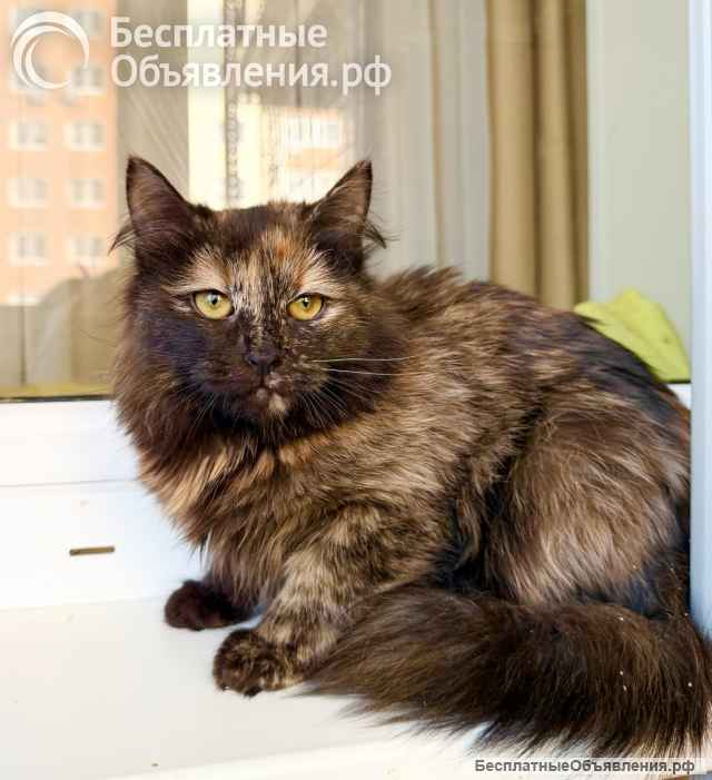 Котёнок Персея в добрые руки