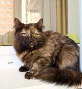 Котёнок Персея в добрые руки