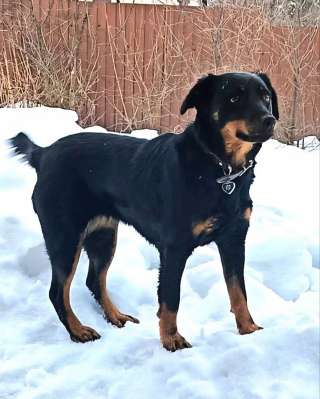 Маленькая собачка даром