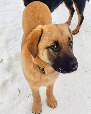 Щенок Рада ищет семью подарите дом девочке